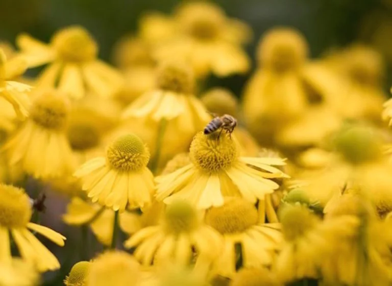 Learn about medicinal plants at the Chelsea Physic Garden